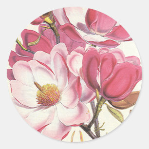 Vintage Magnoliaträd Blommar, Rosa Trädgårdsblommo Runt Klistermärke
