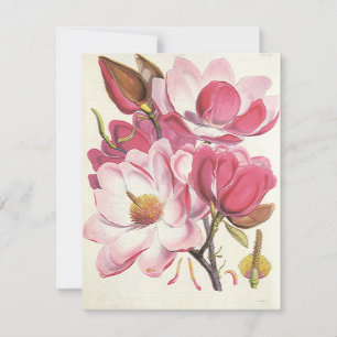 Vintage Magnoliaträd Blossom, Rosa Trädgårdsblommo