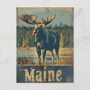 Vintage Maine Moose Vykort