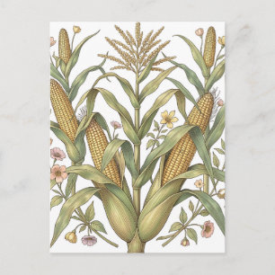 Vintage Majs Botanisk Illustration Vykort