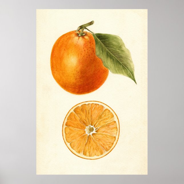Vintage Måla en Orange Poster (Framsidan)
