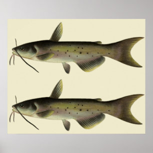 Vintage Malfisk Fisk, Marint Liv Flod Djur Poster