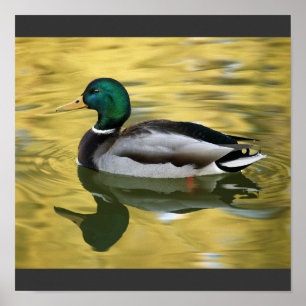 Vintage Mallard Anka Art Print Poster
