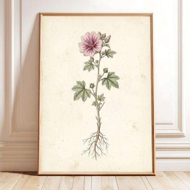 Vintage Mallow Botanisk Galleri Väggkonsttryck Poster (Skapare uppladdad)
