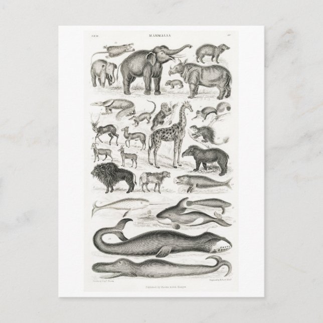 VINTAGE MAMALS ANIMAL CHART POSTCARD VYKORT (Framsida)
