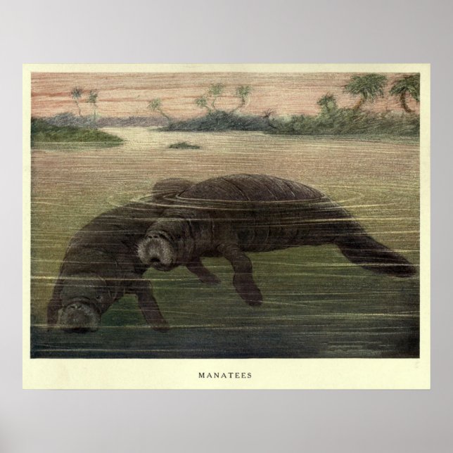 Vintage Manatee Painting (1909) Poster (Framsidan)