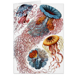 Vintage maneter av Ernst Haeckel, Discomedusae Hälsningskort