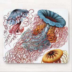 Vintage maneter av Ernst Haeckel, Discomedusae Musmatta