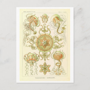 Vintage maneter av Haeckel Vykort