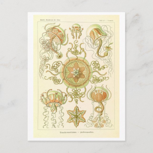Vintage maneter av Haeckel Vykort (Framsida)