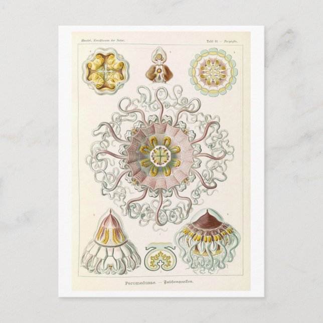 Vintage maneter av Haeckel Vykort (Framsida)