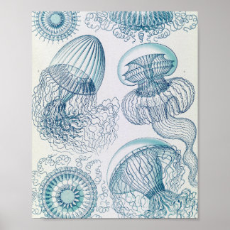 Vintage manetillustration av maneter Poster