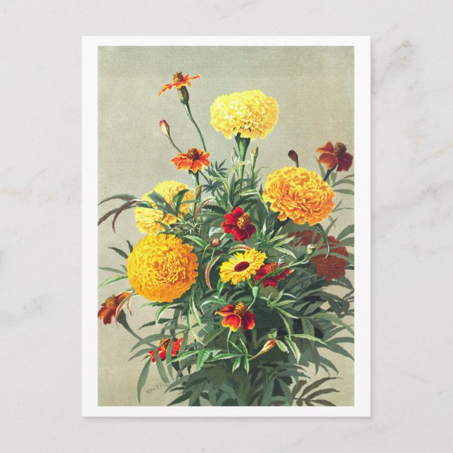 Vintage Marigold-vykort Vykort (Framsida)
