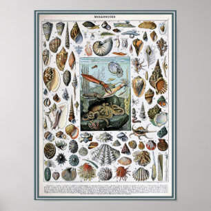 Vintage Marin Life Illustration Poster