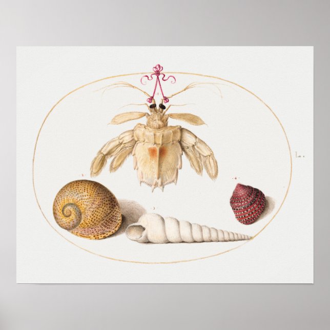 Vintage marin livstidsillustration Poster (Framsidan)