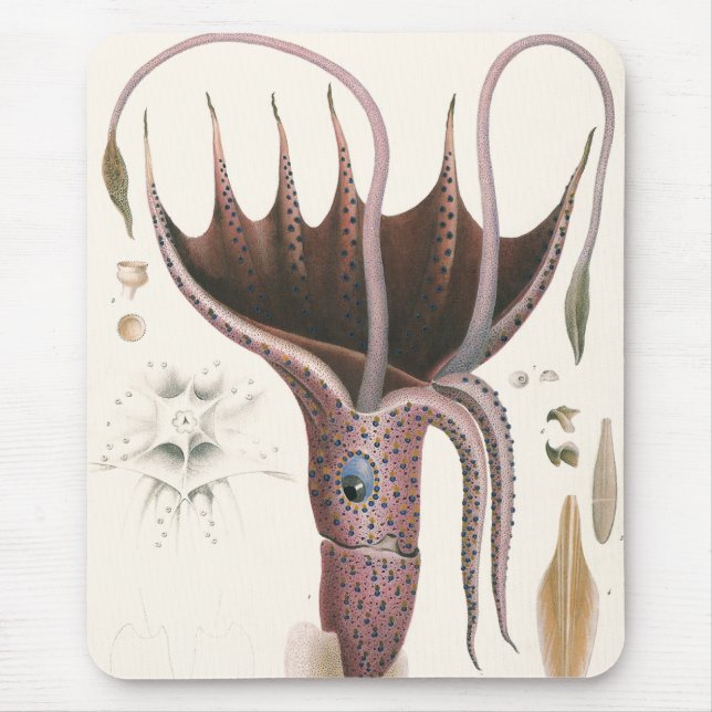Vintage Marine Life Animals, Parbrella Squid Musmatta (Framsidan)