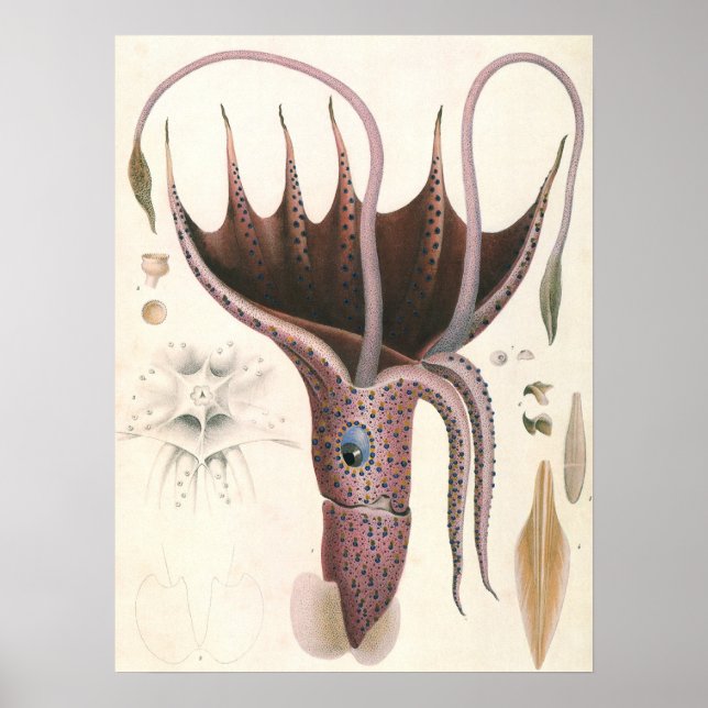 Vintage Marine Life Animals, Parbrella Squid Poster (Framsidan)
