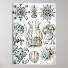 Vintage Marine Life Illustration Poster