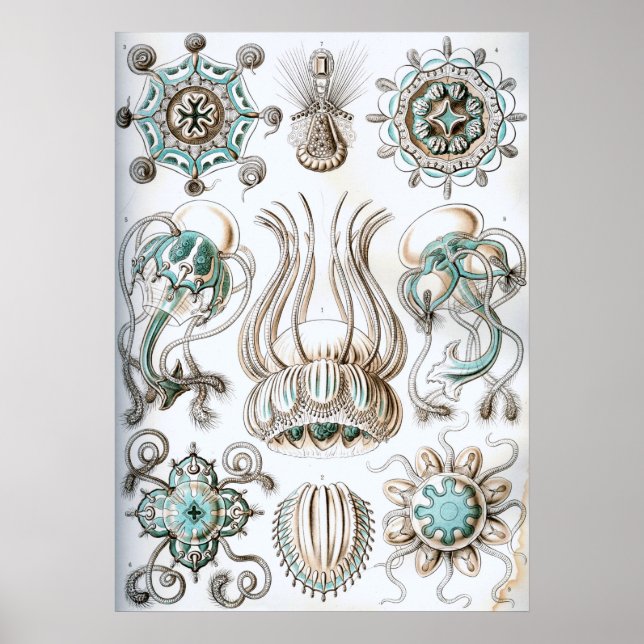 Vintage Marine Life Illustration Poster (Framsidan)