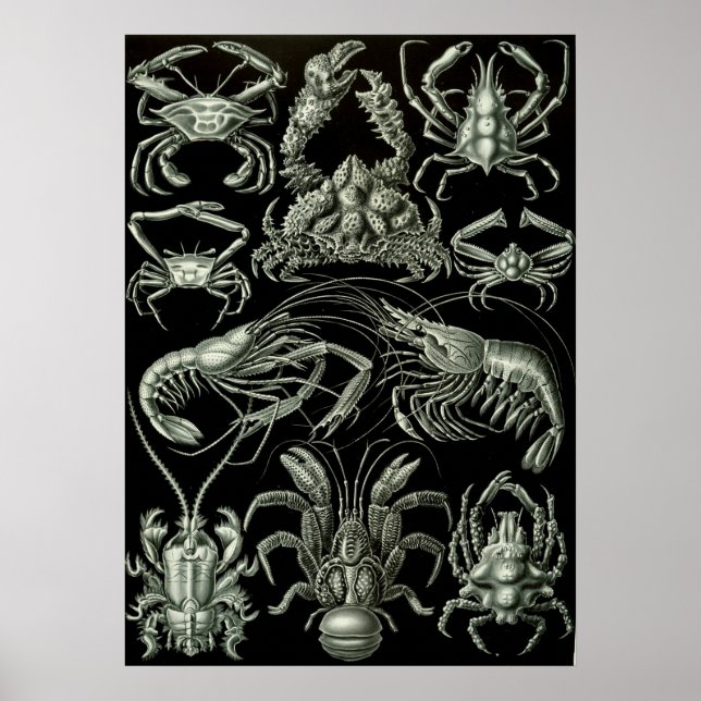 Vintage Marine Life Illustration Poster (Framsidan)
