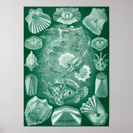 Vintage Marine Life Illustration Poster