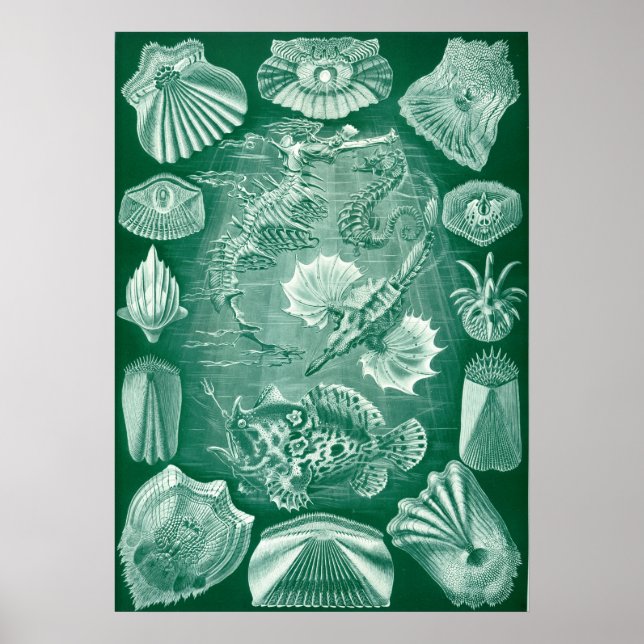 Vintage Marine Life Illustration Poster (Framsidan)