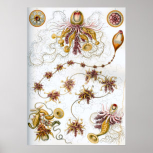 Vintage Marine Life Illustration Poster