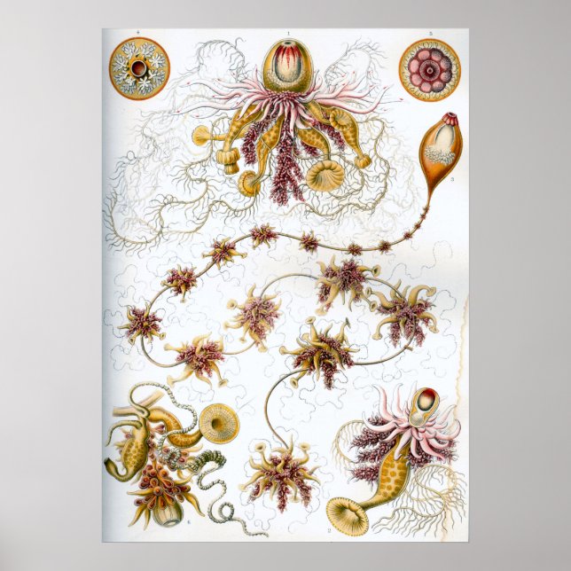 Vintage Marine Life Illustration Poster (Framsidan)