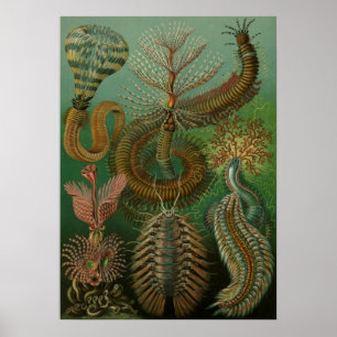 Vintage Marine Life Illustration Poster