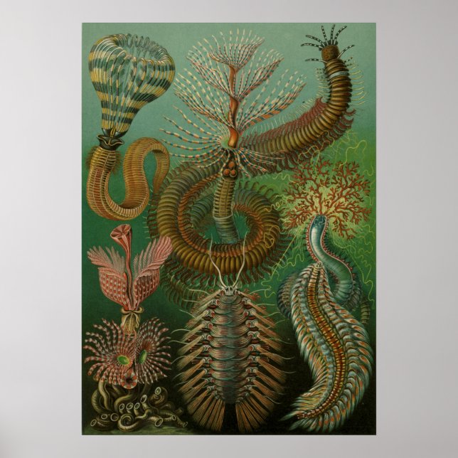 Vintage Marine Life Illustration Poster (Framsidan)