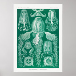 Vintage Marine Life Illustration Poster