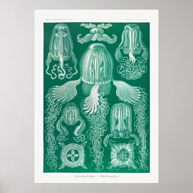 Vintage Marine Life Illustration Poster (Framsidan)