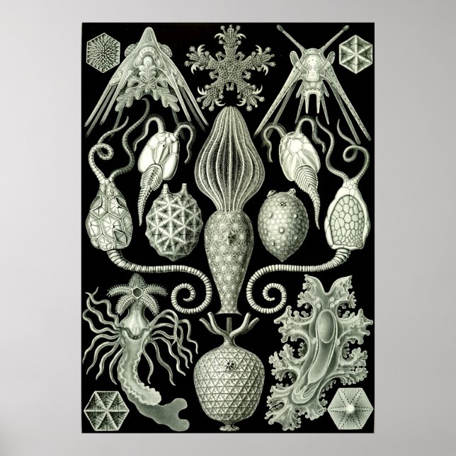 Vintage Marine Life Illustration Poster (Framsidan)