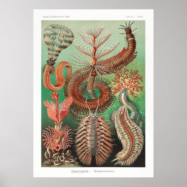 Vintage Marine Life Illustration Poster (Framsidan)