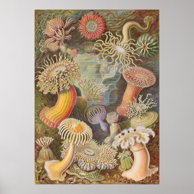Vintage Marine Life Illustration Poster (Framsidan)