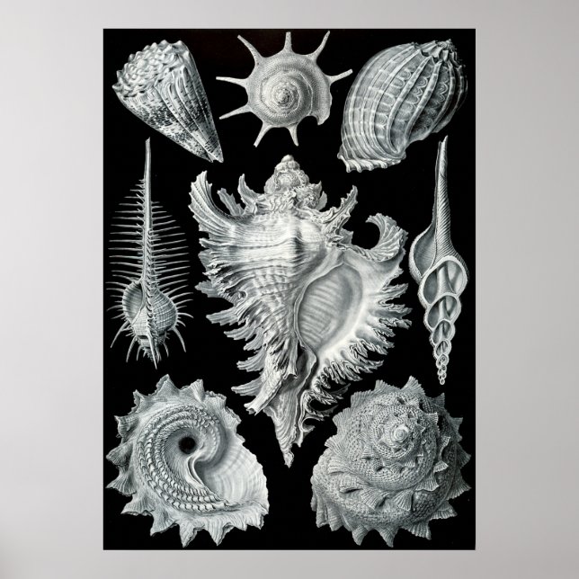 Vintage Marine Life Illustration Poster (Framsidan)