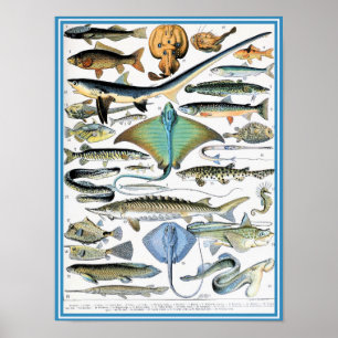 Vintage Marine Life Illustration Poster