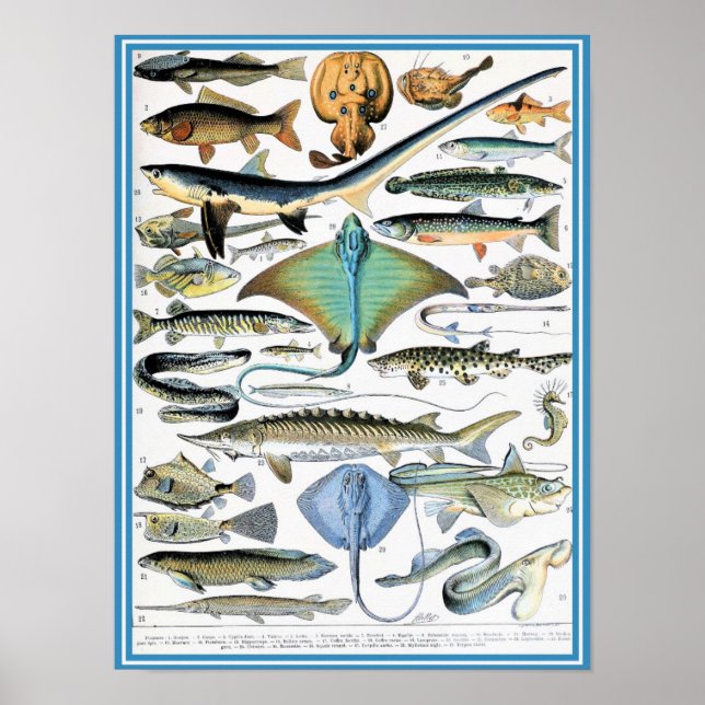 Vintage Marine Life Illustration Poster (Framsidan)