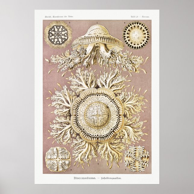 Vintage Marine Life Illustration Poster (Framsidan)