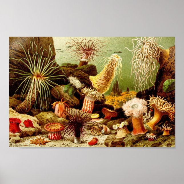 Vintage Marine Life Illustration Poster (Framsidan)