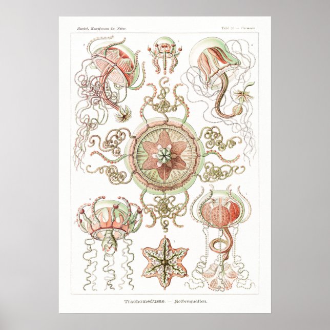 Vintage Marine Life Illustration Poster (Framsidan)