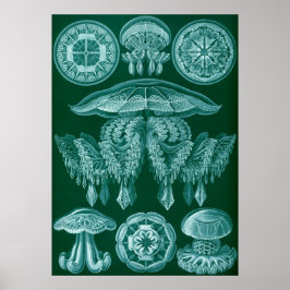 Vintage Marine Life Illustration Poster
