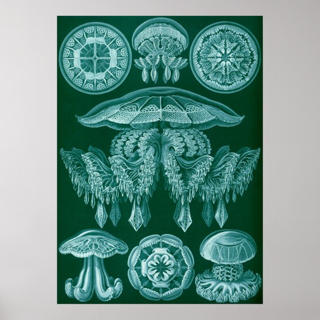 Vintage Marine Life Illustration Poster (Framsidan)