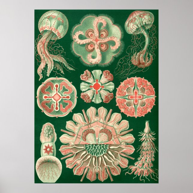 Vintage Marine Life Illustration Poster (Framsidan)