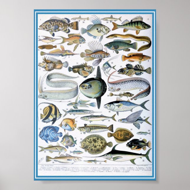 Vintage Marine Life Illustration Poster (Framsidan)