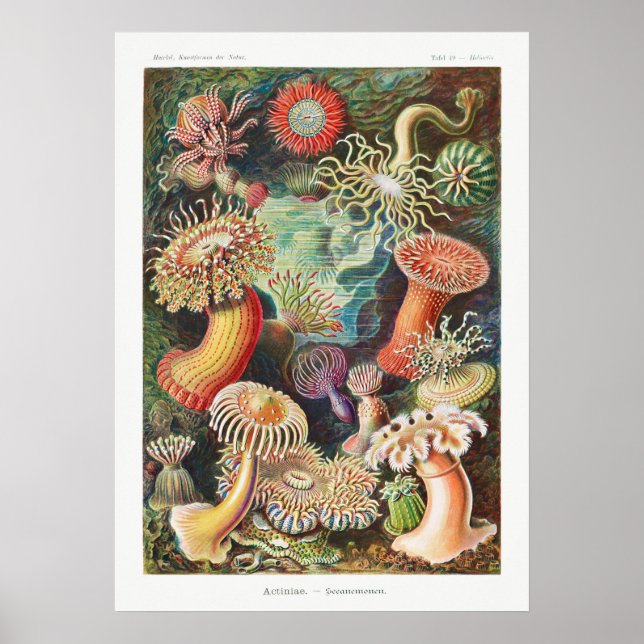 Vintage Marine Life Illustration Poster (Framsidan)