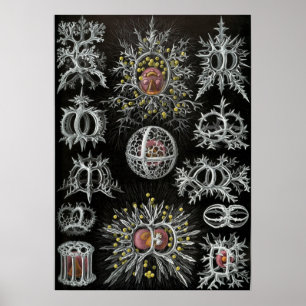 Vintage Marine Life Illustration Poster