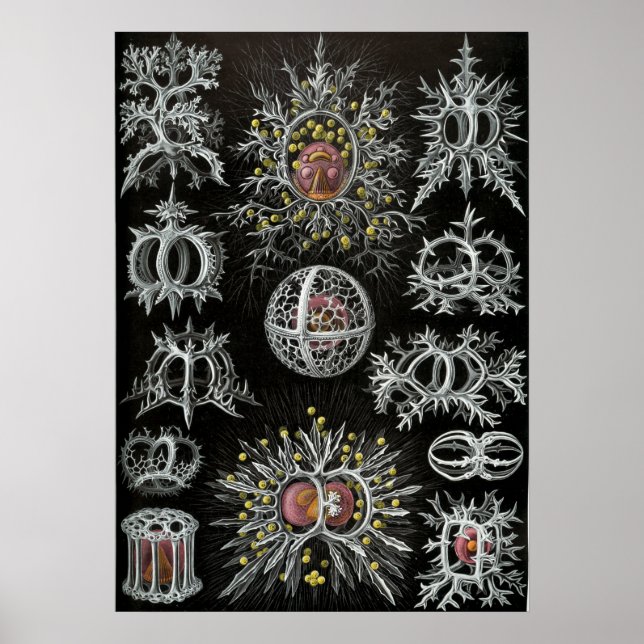 Vintage Marine Life Illustration Poster (Framsidan)