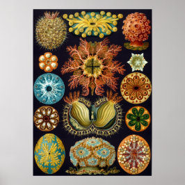 Vintage Marine Life Illustration Poster