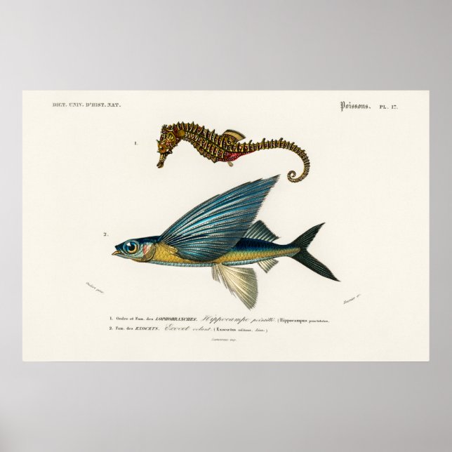 Vintage Marine Life Illustration Poster (Framsidan)